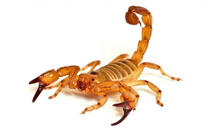 Atenção: como evitar acidentes com escorpião?