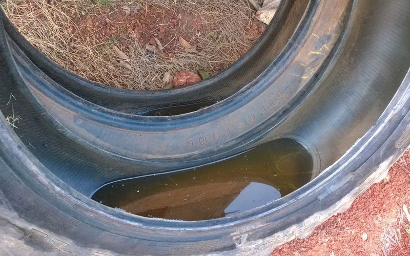 Primeiro Caso De Dengue É Confirmado Pela Secretaria Municipal De Saúde De Rondon