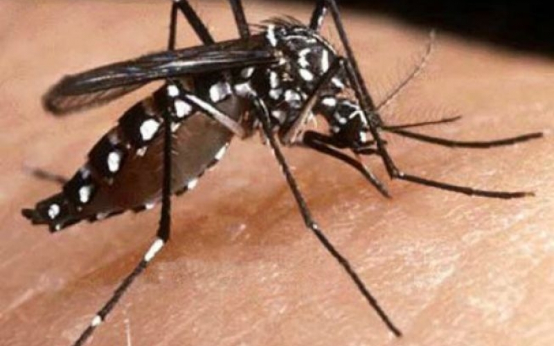 Manter o quintal limpo evita avanço do mosquito Aedes aegypti