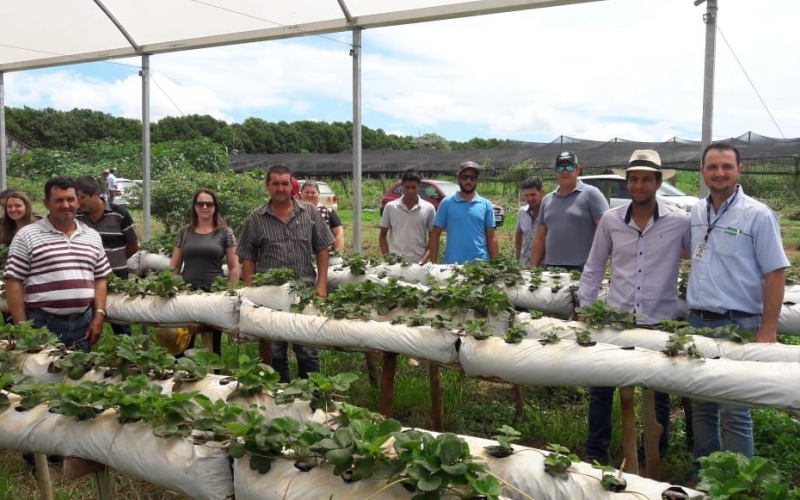 VI Encontro De Produtores De Morango Semi-Hidropônico De Marialva