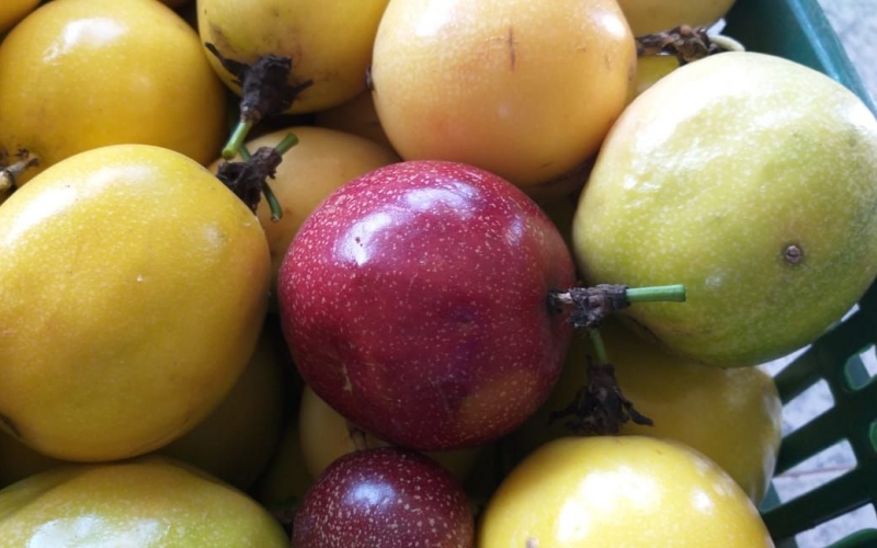 2ª etapa: cerca de 70 famílias rondonenses receberão alimentos do Programa Emergencial Compra Direta Paraná